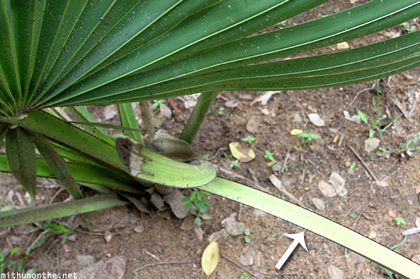 Palm sharp edges plant