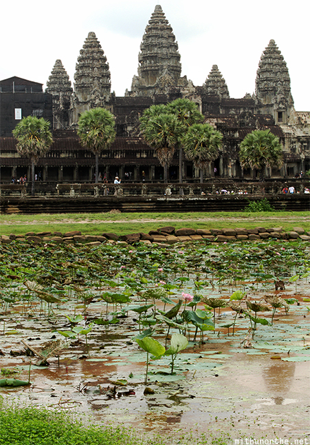 Angkor Wat lotus pool