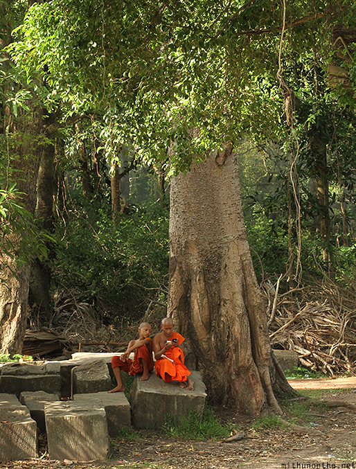 Buddhist monks under tree on phone