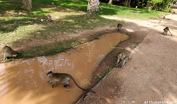 Monkey dipping water Angkor Wat