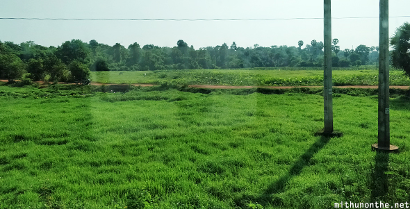 Green fields Cambodia