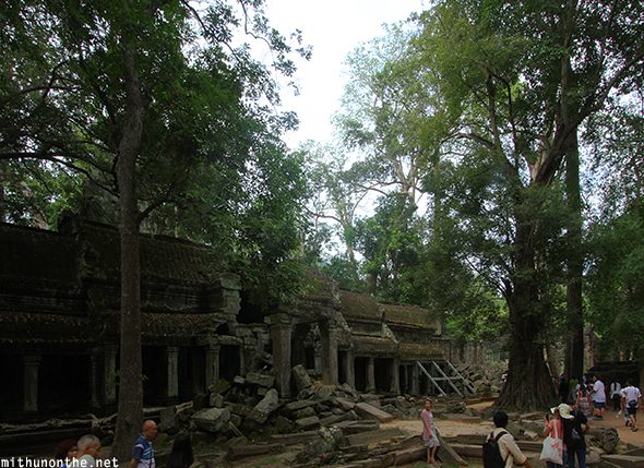 Ta Prohm forest Siem Reap