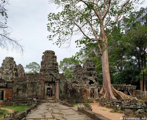 Ta Prohm ruins tree Cambodia