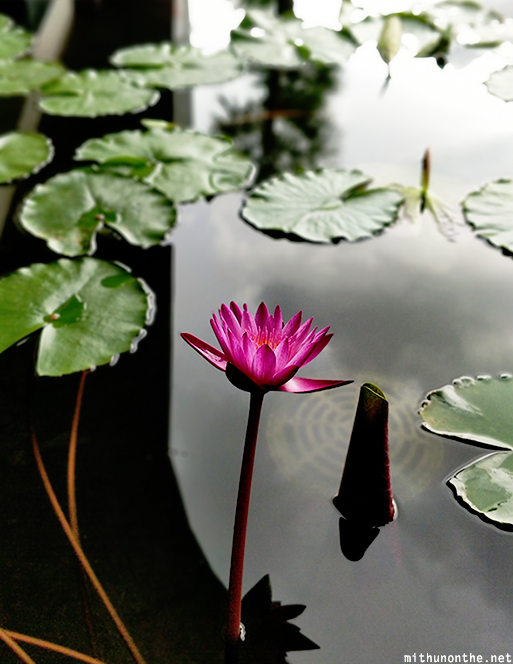 Water lily Phuket Thailand