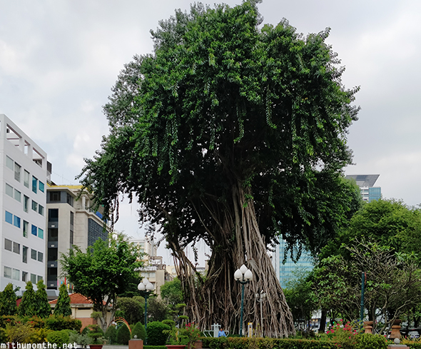 Tree Ho Chi Minh city