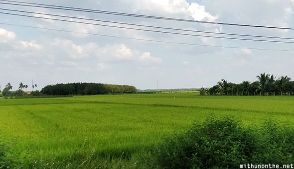 Green fields Vietnam