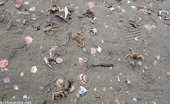 Dead seafood beach sand Vietnam