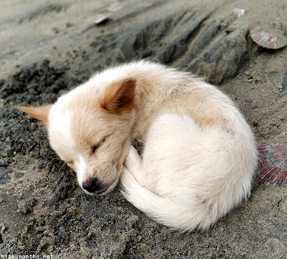 Puppy sleeping beach sand