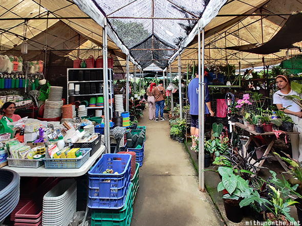 Gardening plant stalls Sidcor Sunday market