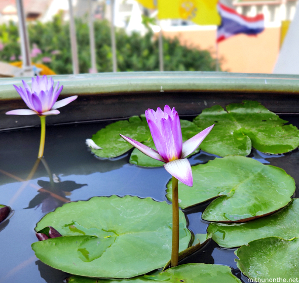 Lotus Wat Saket temple pond Thailand