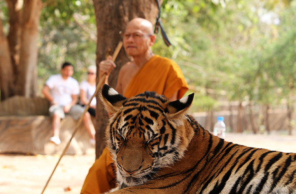 A monk with a tiger at the Tiger Temple, Kanchanaburi