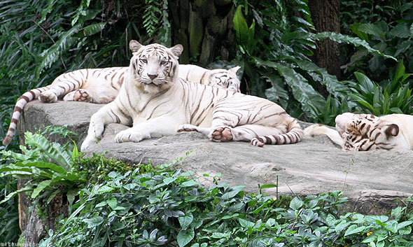 Singapore Zoo white Bengal tigers staring