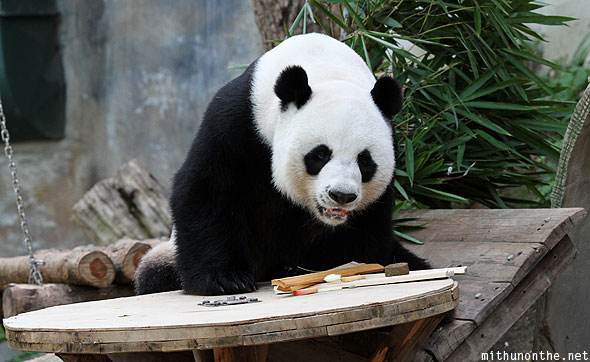 Chiang Mai zoo panda Lin Hui