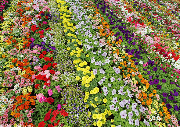 Photos from the 2012 Lal Bagh Republic Day Flower Show, Bangalore ...