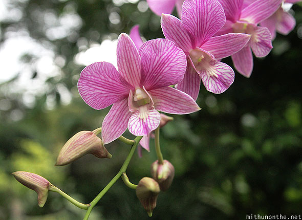 Pink orchid Singapore botanical garden