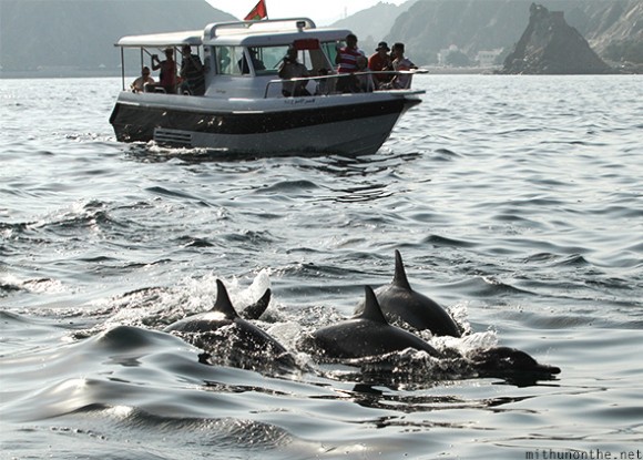 Oman: Dolphin watching tour, Muscat