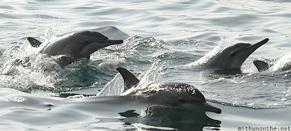 Risso dolphins Muscat Oman sea