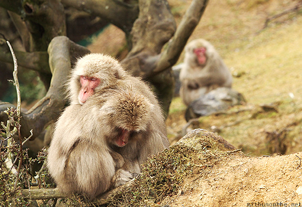 Japanese monkey sleeping Arashiyama