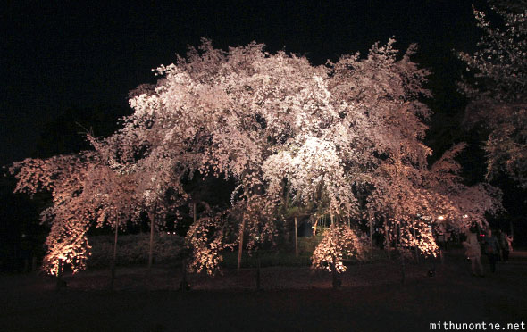 Big cherry blossom tree Rikugien garden