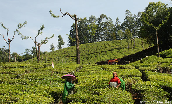 KTDC Munnar day tour: Mattupetty dam, Echo point, Kundala dam - Part 1